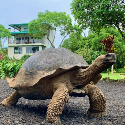 Tortoise-Pose-JPEG Tortoise-Pose-JPEG